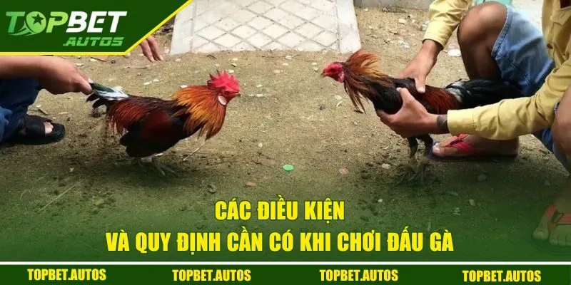 Các điều kiện và quy định cần có khi chơi đấu gà